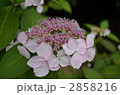 ピンクの額紫陽花