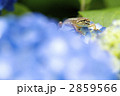 アジサイの中のカナヘビ