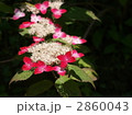 ヤマアジサイの花