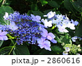 がく紫陽花