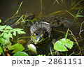 ウシガエル