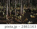 北海道の水芭蕉