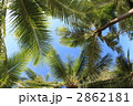 ヤシの木 ヤシの木