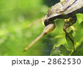 獲物を待つ、タガメ１