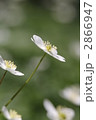 素材ナンバー 2866947 : 「二輪草」