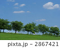大空と木々