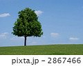 一本の木と青空