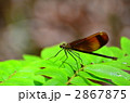 2867875
