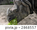 インドサイ（食事中）