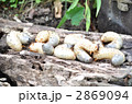 カブトムシ幼虫