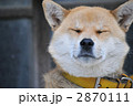 柴犬