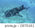モルディブでジンベエザメと泳ぐ