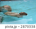 カピバラさん。
