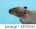 カピバラさん。
