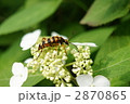 ヨツスジハナカミキリ