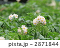 ジャガイモの花