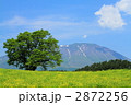 小岩井農場の一本桜と岩手山
