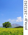 小岩井農場の一本桜と岩手山