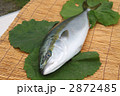 ブリ　横位置