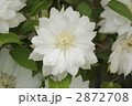 クレマチスの花