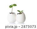 発芽