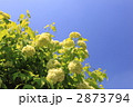 ビバーナム