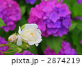白バラとアジサイ