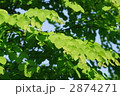 新緑の桂