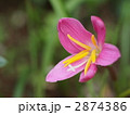 ゼフィランサス・ロゼアの花