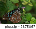 吸蜜するリュウキュウアサギマダラ