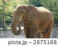 アフリカ象