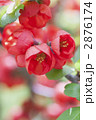 ボケの花