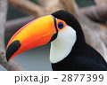 オニオオハシ
