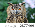 トルクメニアンワシミミズク