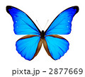 カキカモルフォ蝶
