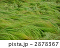 波うつ草