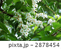 エゴノキの白い花・横位置