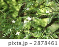 四川天の梅の可愛い花・横位置