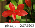レッドロビンの真紅の葉・横位置