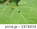 テントウムシさなぎ
