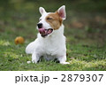 2879307