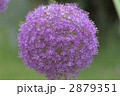 アリウム ハナネギ 球状