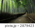嵯峨野　【初夏】　京都