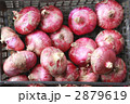 収穫された赤タマネギごろごろ