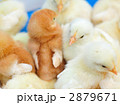 ヒヨコ
