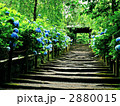 「アジサイ寺」明月院