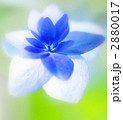 七段花