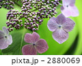 2880069