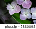 2880098