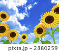 ひまわり